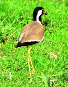 thumbs/birds-Red-wattled Lapwing in Burachapori WLS.jpg.jpg